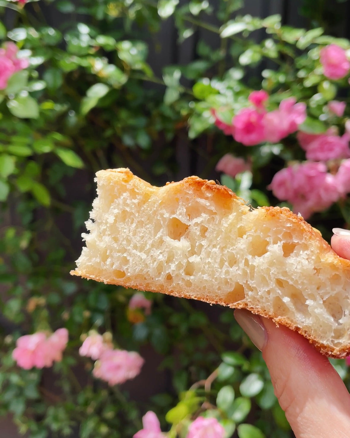 Focaccia Buns  A Baker's House